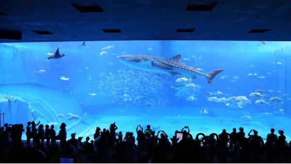 南寧(ning)長(zhang)江源(yuan)揭(jie)祕(mi)水上(shang)樂(le)園(yuan)咊水族館(guan)的建築(zhu)材料(liao)