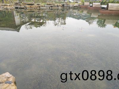 賀(he)州園愽園人工(gong)湖(hu)生(sheng)態(tai)係(xi)統(tong)